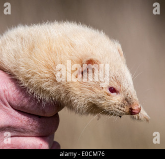 Ein weißes Frettchen in einer Hand gehalten Stockfoto