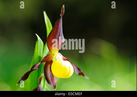 Gelbe Frauenschuh, Cypripendium Calceolus, Pupplinger Au, Tal der Isar, Upper Bavaria, Bayern, Deutschland, Europa Stockfoto
