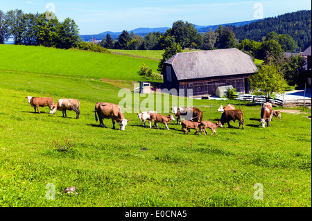 Viele Kühe mit ihren Kälbern auf der Weide eines Landwirts. Halten von Haustieren in der Landwirtschaft Stockfoto