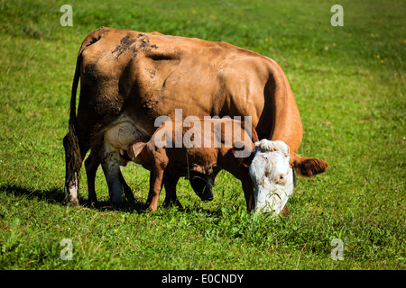 Kuh mit Kalb mit grasen auf der Weide. Mutter-Kuh-Position in der Landwirtschaft, Kuh Mit Kalb Beim Grasen Auf der Weide. Mutte Stockfoto