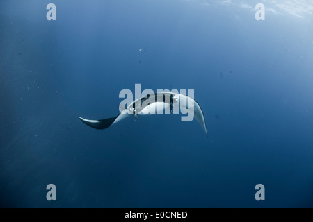 Manta Rochen, Manta Birostris, San Benedicto, Revillagigedos, Socorro Inseln, Mexiko E. Pazifischer Ozean Stockfoto