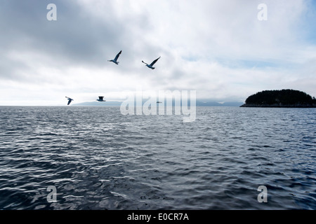 Möwen fliegen über der Nordsee, kleine Insel in Austevoll Storebro, Insel Huftaroy, Norwegen Stockfoto