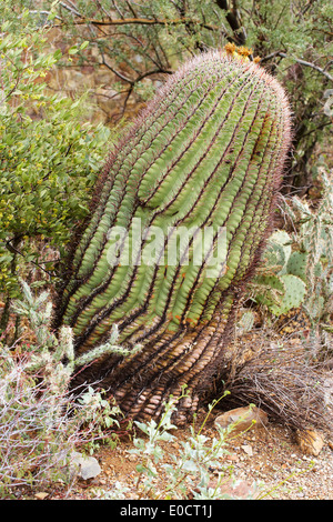 Kaktus in Arizona - Sonora Desert Museum, Sonora-Wüste, Arizona, USA, Amerika Stockfoto