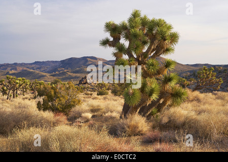 Joshua Bäume im Joshua Tree National Park, Mojave-Wüste, Kalifornien, USA, Amerika Stockfoto