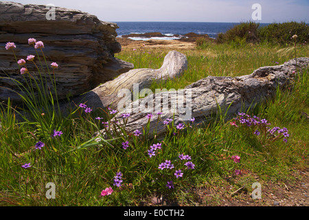 Idyllische Küste Bereich, Point Lobos State Reserve, Pazifikküste, All American Highway, Highway 1, California, USA, Pazifik, Ameri Stockfoto