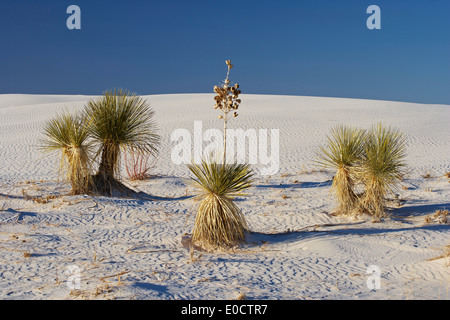 Yucca, White Sands National Monument, New Mexico, USA, Amerika Stockfoto