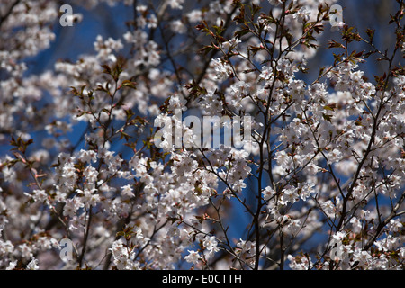 Blühende Sakura Kirschbaum auf vor blauem Himmel Stockfoto