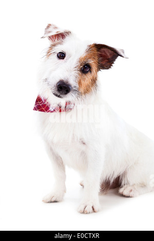 Welpen jack Russel Terrier Hund auf dem weißen Hintergrund Stockfoto