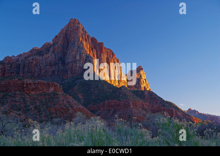 Abendsonne auf den Wächter, Zion Nationalpark, Utah, USA, Amerika Stockfoto