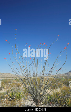 Rot - gespitzt Ocotillo (Fouquieria splendens) und Wüste Landschaft, Big Bend National Park, Texas, USA Stockfoto