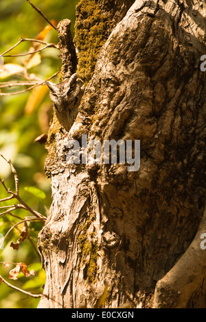 Rotflügel Zwergohreule Eule in Roost Loch, Kanha National Park, Madhya Pradesh, Indien (Otus Lettia) Stockfoto