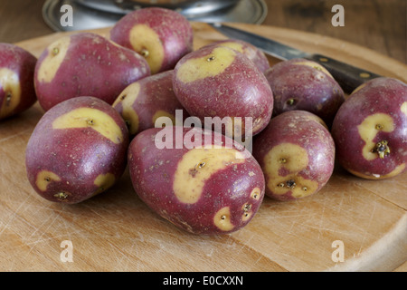 Apache-Kartoffeln eine ungewöhnliche Sorte mit roten Skins und cremige weiße Flecken, die gut zum Braten oder Kochen Stockfoto