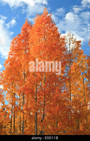 Helles orange Espen in Fallen, in der Nähe von Kohle Bank, San Juan, Berge, Colorado USA Stockfoto