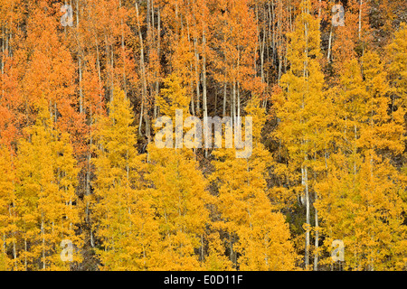 Espen in Herbstfarben in der Nähe von Molas Pass, San Juan Mountains, Colorado USA Stockfoto