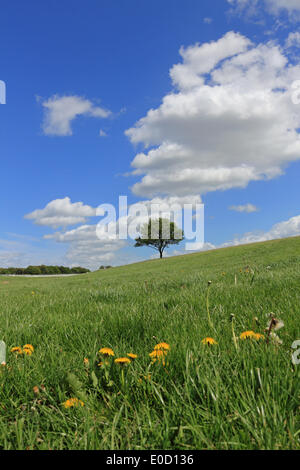 Epsom Downs, Surrey, England, UK. 9. Mai 2014. Nachdem der April showers ist der Rasen üppig und grün auf den Downs in Epsom. Dieser einsame Baum deutet auf flauschige Cumulus-Wolken am blauen Himmel. Löwenzahn bieten einen Farbtupfer im Vordergrund. Die tiefen sind das ganze Jahr für die Öffentlichkeit zugänglich und sind beliebt bei Menschen zu Fuß ihre Hunde, Drachen und Fahrrad fahren. Bildnachweis: Julia Gavin/Alamy Live-Nachrichten Stockfoto