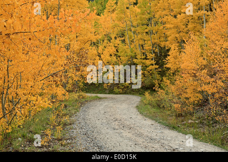 Lime Creek Road und Espen in Herbstfarben, San Juan Mountains, Colorado USA Stockfoto