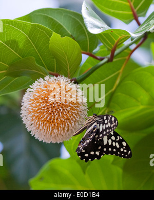 Blühende Blume mit Schmetterling, Murchison Falls, Uganda Stockfoto