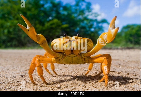 Terrestrischen Krabben, Las Salinas Reserve, Kuba (Gecarcinus Ruricola) Stockfoto