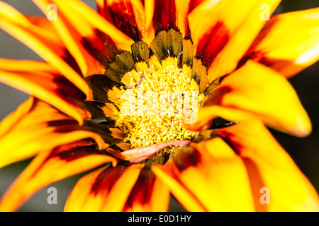 Gazanien ist eine Gattung von Blütenpflanzen in der Familie Asteraceae, native ins südliche Afrika Stockfoto