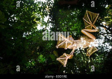 Männliche Wallace fliegender Frosch fliegen/Segelfliegen auf temporäre Pools auf der Wald Boden, Sabah, Borneo (Rhacophorus Nigropalmatus) Stockfoto