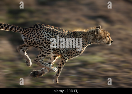 Laufenden Geparden, Serengeti, Tansania (Acinonyx Jubatus) Stockfoto