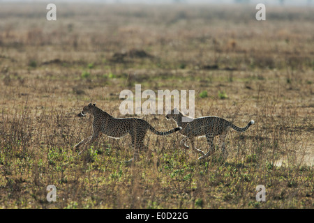 Geparden ausgeführt, Serengeti, Tansania (Acinonyx Jubatus) Stockfoto