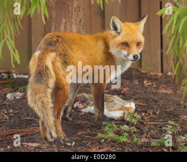 ARLINGTON, VIRGINIA, USA - Rotfuchs, Vulpes Vulpes in Wohn Garten mit Kaninchen Karkasse. Stockfoto