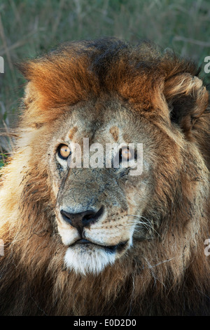 Männlicher Löwe, Serengeti, Tansania (Panthera Leo) Stockfoto