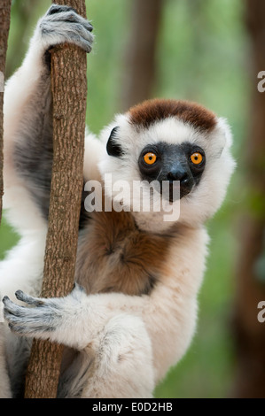 Männliche Verreaux Sifaka, Kirindy Wald, westlichen Madagaskar (Propithecus Verreauxi) Stockfoto