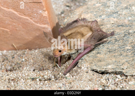 Bleiche Bat Antrozous Pallidus Tucson, Arizona, USA 9 April Erwachsenen Vespertilionidae Stockfoto