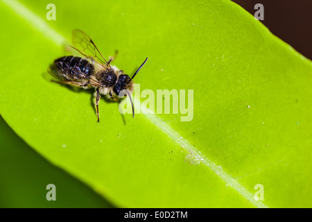 Extreme Makroaufnahme einer Blatt Scherblock Biene auf ein helles grünes Blatt Stockfoto