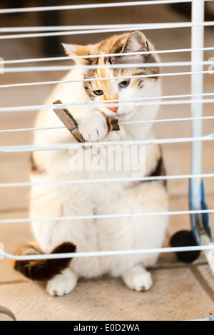 eine schöne Katze spielt mit einer Wäscheklammer außerhalb Stockfoto