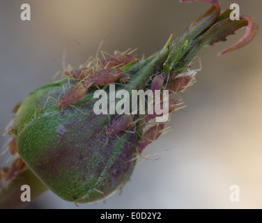 Blattläuse und eine Heuschrecke Rose Knospe bedeckt Stockfoto