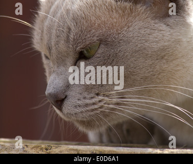Schließen Sie herauf Gesichts Bild einer kurzhaarigen graue Katze mit grünen Augen Stockfoto