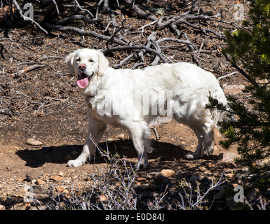 Platin farbige Golden Retriever Hund läuft auf einem Bergweg. Stockfoto