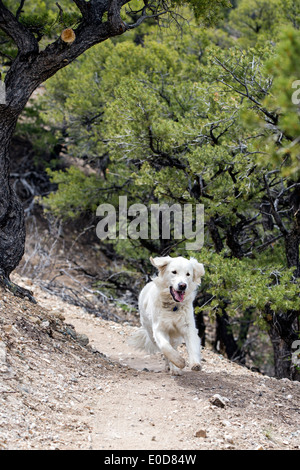 Platin farbige Golden Retriever Hund läuft auf einem Bergweg Stockfoto