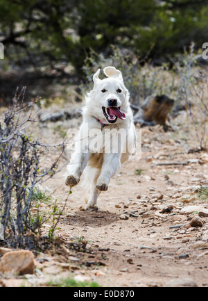 Platin farbige Golden Retriever Hund läuft auf einem Bergweg Stockfoto