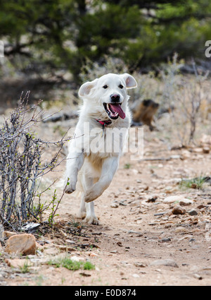 Platin farbige Golden Retriever Hund läuft auf einem Bergweg Stockfoto