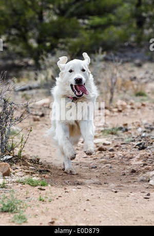 Platin farbige Golden Retriever Hund läuft auf einem Bergweg Stockfoto