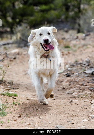 Platin farbige Golden Retriever Hund läuft auf einem Bergweg Stockfoto