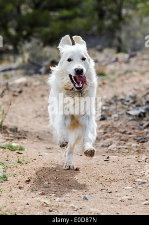 Platin farbige Golden Retriever Hund läuft auf einem Bergweg Stockfoto