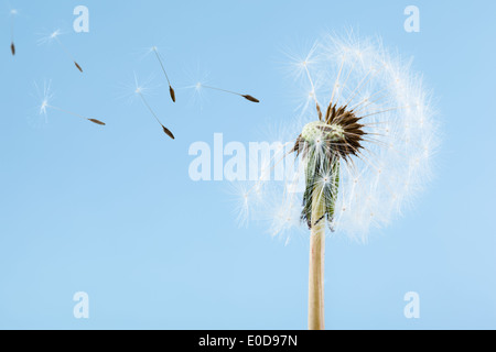 Makroaufnahme einer Löwenzahn über einen blauen Hintergrund mit Wind Samen entfernt Stockfoto