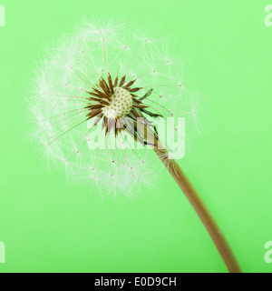 Makroaufnahme einer Löwenzahn auf einem grünen Hintergrund Stockfoto