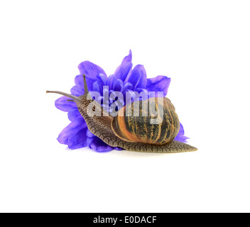 Garten Schädlinge, die Schnecke frisst eine blaue Chrysantheme Blume, isoliert auf weißem Hintergrund Stockfoto