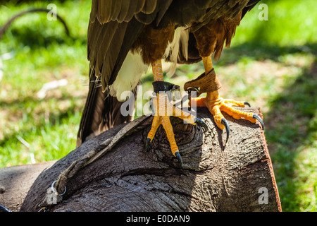 Der Harris Hawk oder Harris Hawk (Parabuteo Unicinctus) früher bekannt als die Bay-winged Hawk oder Altrosa Hawk Stockfoto