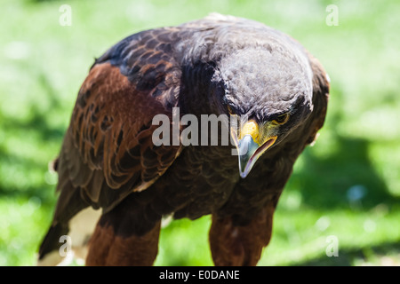 Der Harris Hawk oder Harris Hawk (Parabuteo Unicinctus) früher bekannt als die Bay-winged Hawk oder Altrosa Hawk Stockfoto