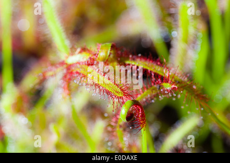 Makroaufnahme eine fleischfressende Pflanze namens Drosera, oft in Sümpfen gefunden Stockfoto