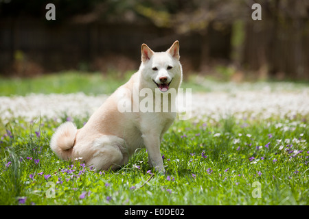 Shiba Inu sitzen auf Rasen Stockfoto