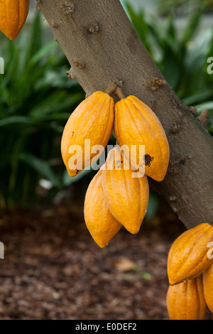 Reife kakaofrüchte am Baum (Kakao) - USA Stockfoto