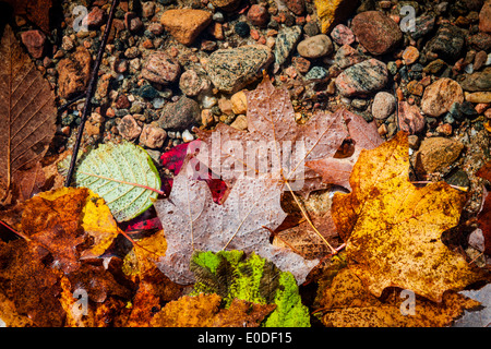 Gefallene Herbstlaub der verschiedenen Farben des Herbstes im seichten Seewasser mit Steinen am Boden Stockfoto